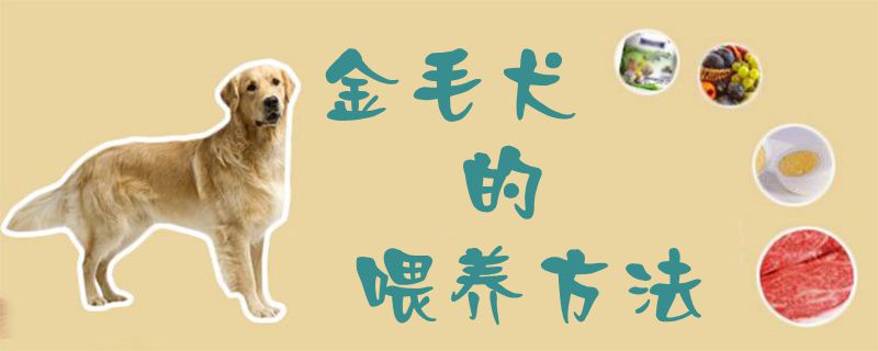 金毛犬的喂养方法